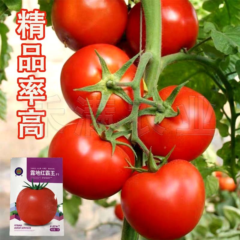 正宗基地品露地红霸王大红番茄种籽耐热大红果西红柿种子