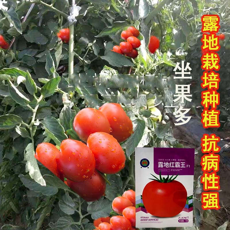 正宗基地品露地红霸王大红番茄种籽耐热大红果西红柿种子