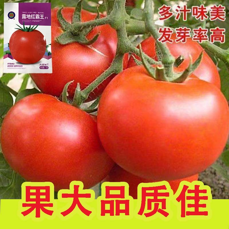 正宗基地品露地红霸王大红番茄种籽耐热大红果西红柿种子