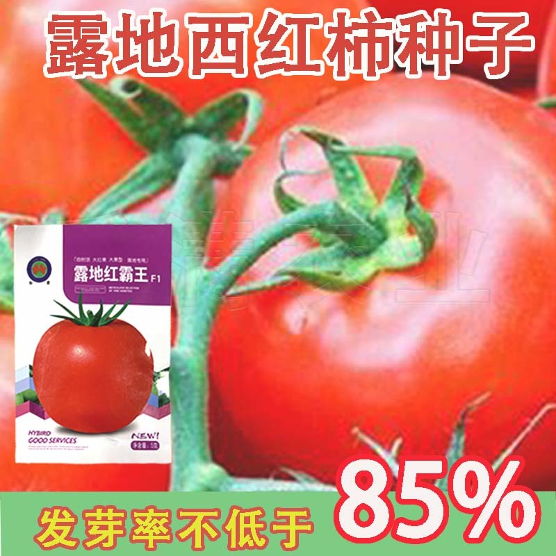 正宗基地品露地红霸王大红番茄种籽耐热大红果西红柿种子