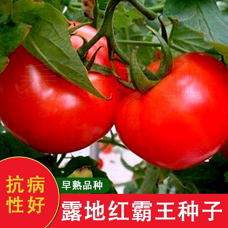 正宗基地品露地红霸王大红番茄种籽耐热大红果西红柿种子