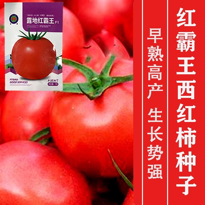 正宗基地品露地红霸王大红番茄种籽耐热大红果西红柿种子
