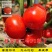 正宗基地品无限生长大红番茄种籽耐热大红果抗病毒西红柿种子