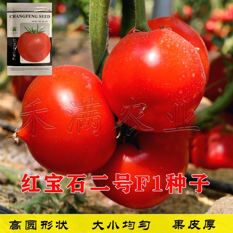 正宗基地品无限生长大红番茄种籽耐热大红果抗病毒西红柿种子