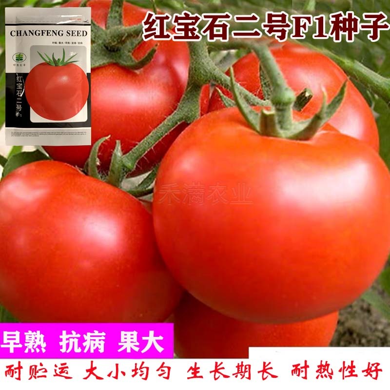正宗基地品无限生长大红番茄种籽耐热大红果抗病毒西红柿种子