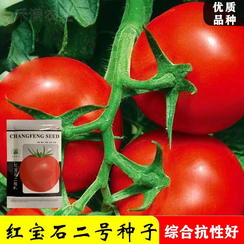 正宗基地品无限生长大红番茄种籽耐热大红果抗病毒西红柿种子