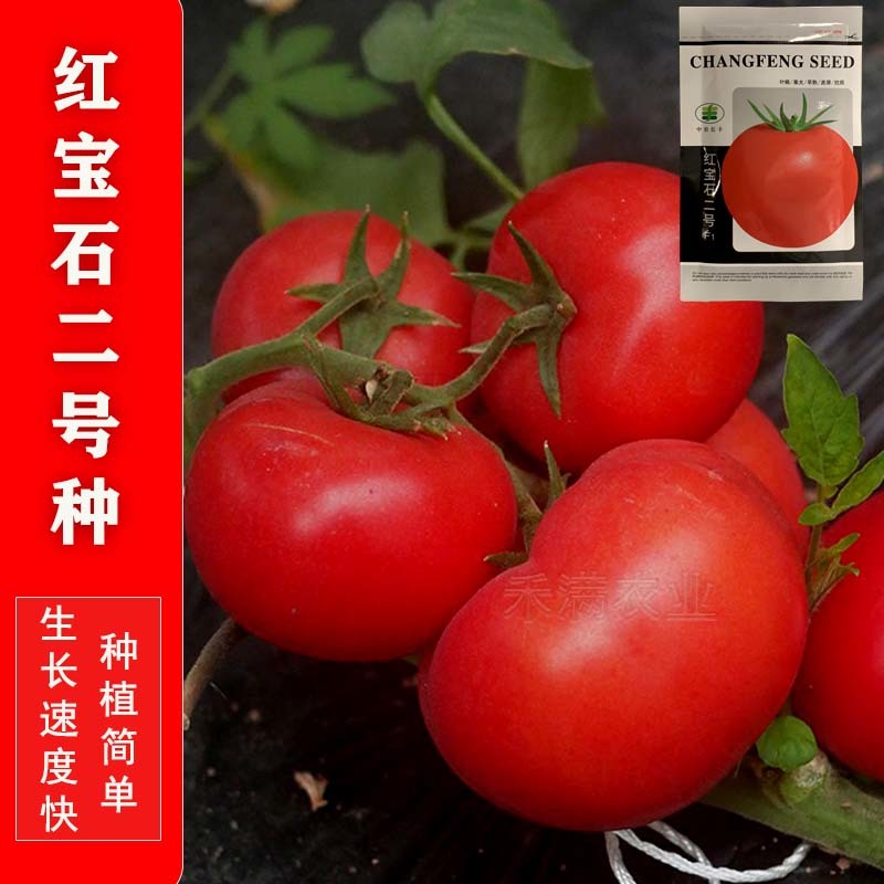 正宗基地品无限生长大红番茄种籽耐热大红果抗病毒西红柿种子