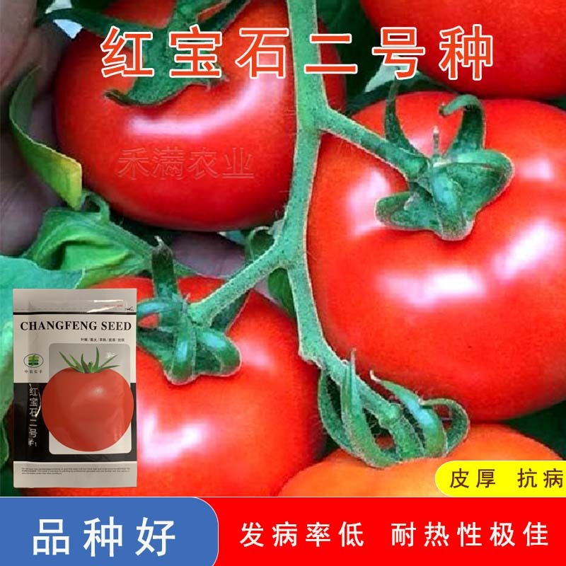 正宗基地品无限生长大红番茄种籽耐热大红果抗病毒西红柿种子
