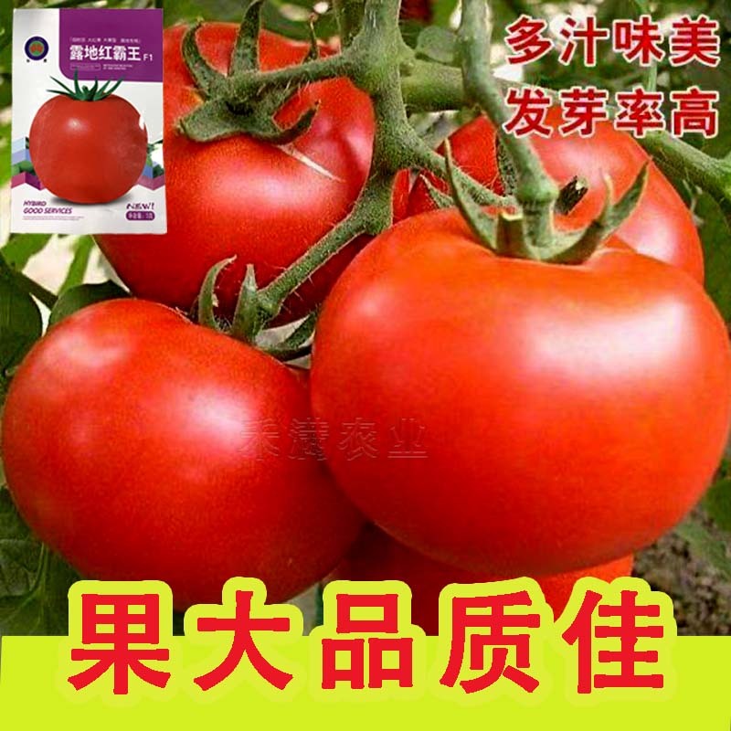 正宗基地品无限生长大红番茄种籽耐热大红果抗病毒西红柿种子