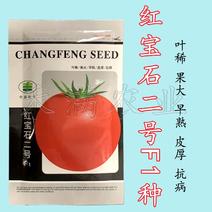 正宗基地品无限生长大红番茄种籽耐热大红果抗病毒西红柿种子
