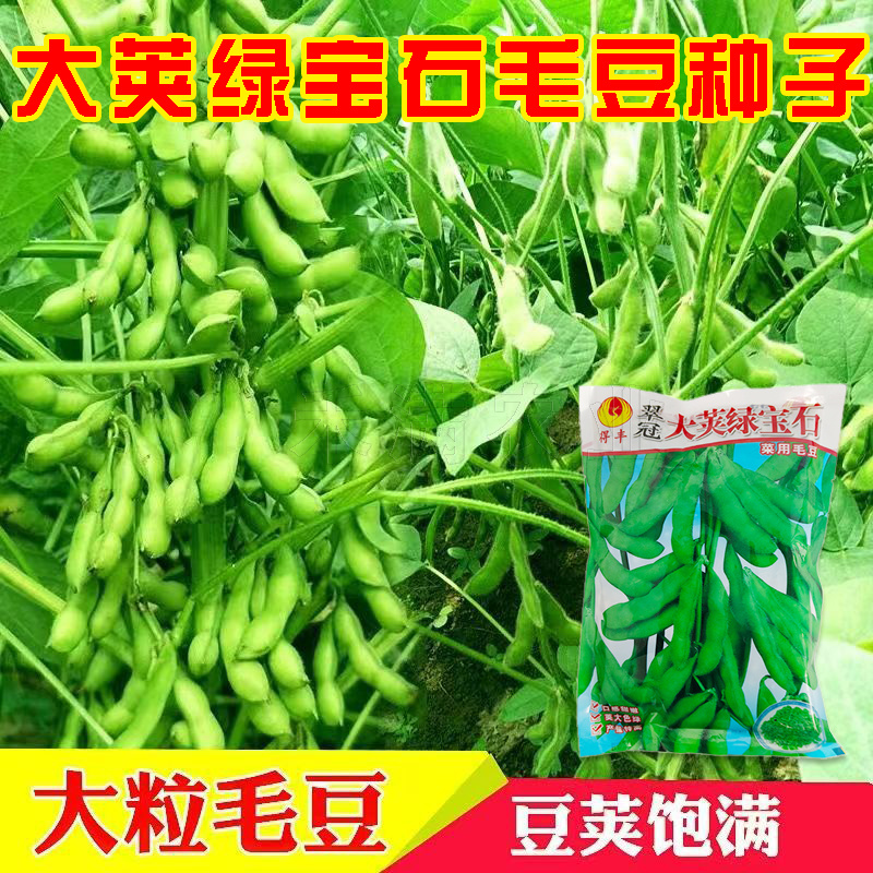 正宗绿宝石毛豆种子75天毛豆种籽高产毛豆种子