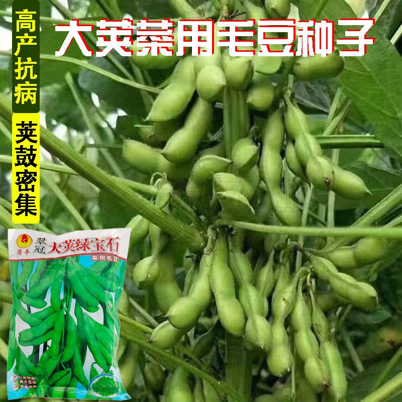 正宗绿宝石毛豆种子75天毛豆种籽高产毛豆种子