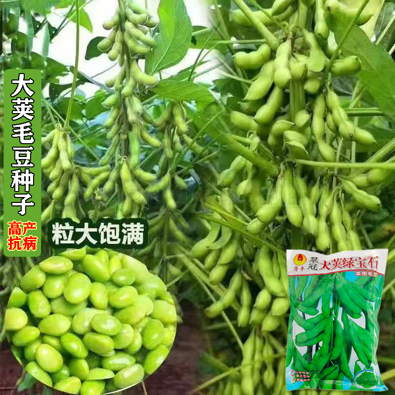 正宗绿宝石毛豆种子75天毛豆种籽高产毛豆种子