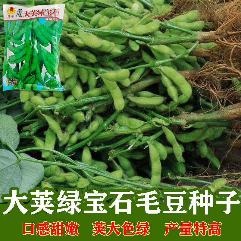 正宗绿宝石毛豆种子75天毛豆种籽高产毛豆种子