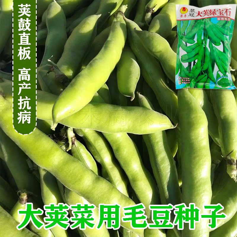 正宗绿宝石毛豆种子75天毛豆种籽高产毛豆种子