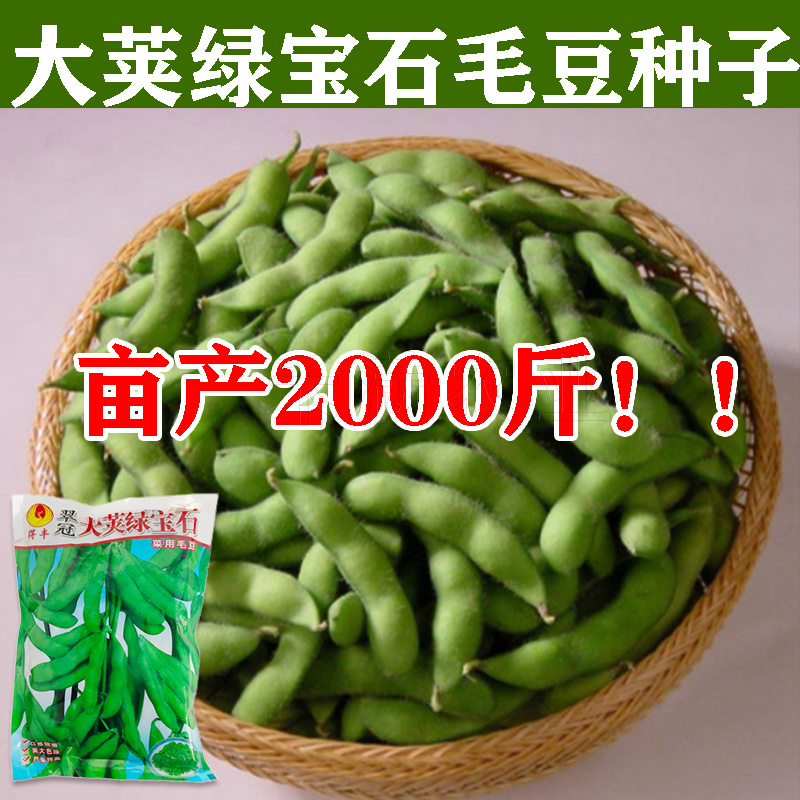 正宗绿宝石毛豆种子75天毛豆种籽高产毛豆种子