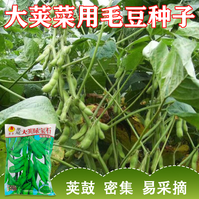 正宗绿宝石毛豆种子75天毛豆种籽高产毛豆种子