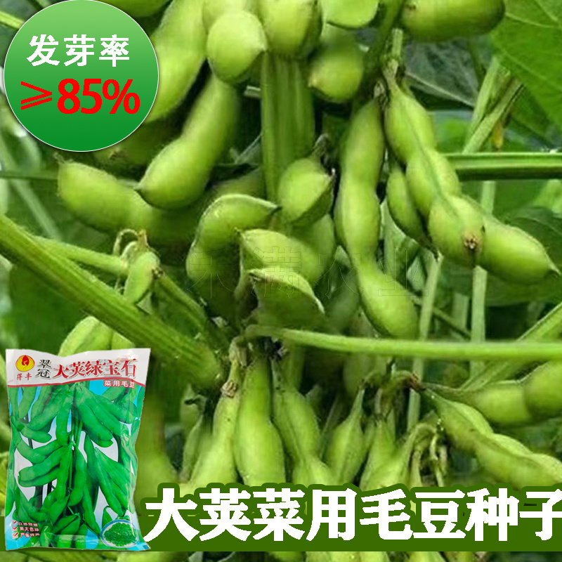 正宗绿宝石毛豆种子75天毛豆种籽高产毛豆种子