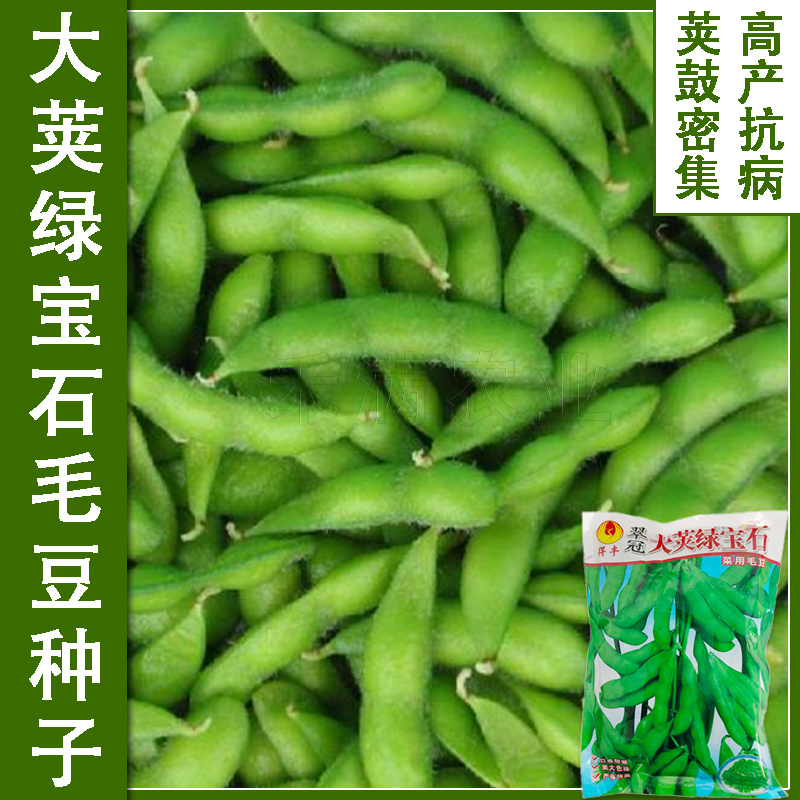 正宗绿宝石毛豆种子75天毛豆种籽高产毛豆种子