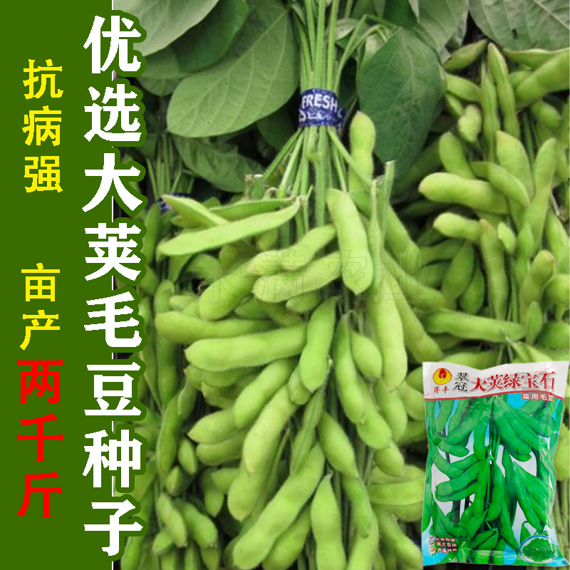 正宗绿宝石毛豆种子75天毛豆种籽高产毛豆种子