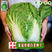世农基地夏季播夏冠结球大白菜种子耐热耐湿绿白菜种子