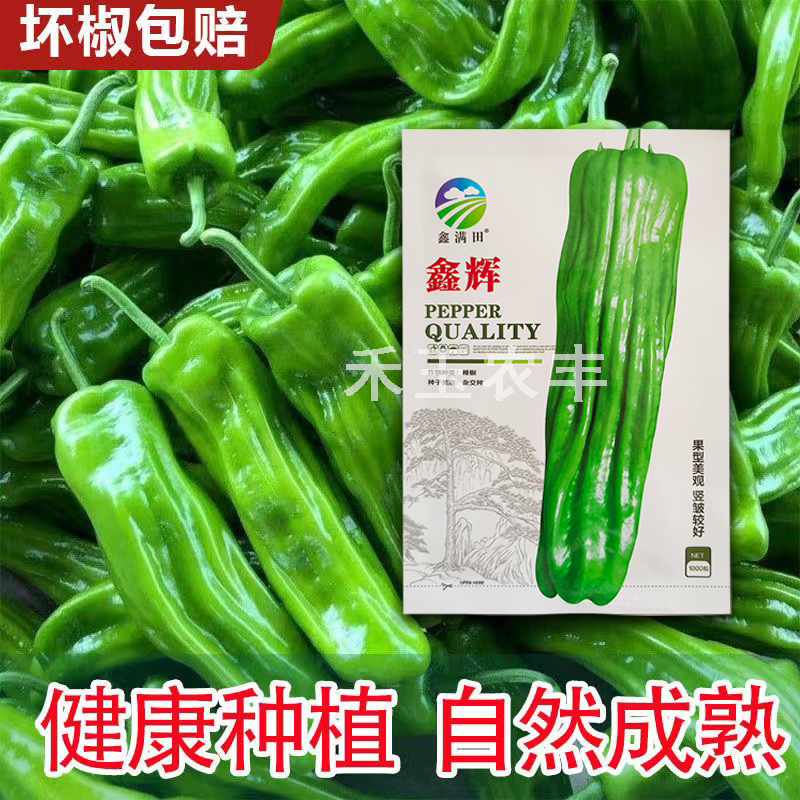 鑫辉高端薄皮辣椒种子芜湖椒超大果型高产杂交辣椒种子