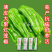 鑫辉高端薄皮辣椒种子芜湖椒超大果型高产杂交辣椒种子