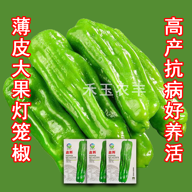 鑫辉高端薄皮辣椒种子芜湖椒超大果型高产杂交辣椒种子