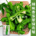 鑫辉高端薄皮辣椒种子芜湖椒超大果型高产杂交辣椒种子