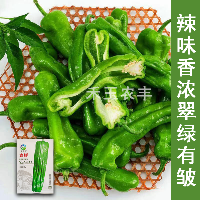 鑫辉高端薄皮辣椒种子芜湖椒超大果型高产杂交辣椒种子