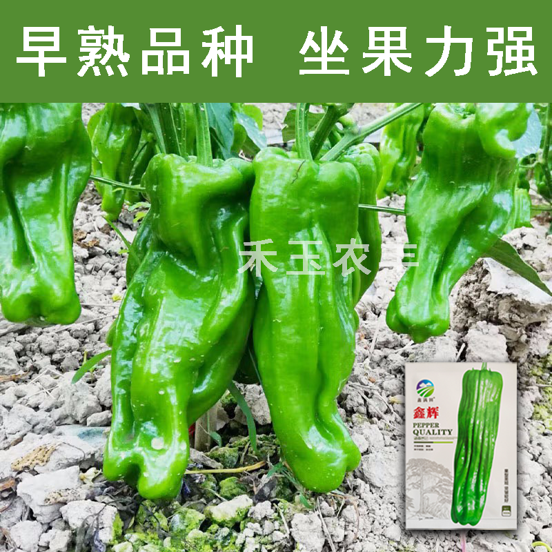 鑫辉高端薄皮辣椒种子芜湖椒超大果型高产杂交辣椒种子