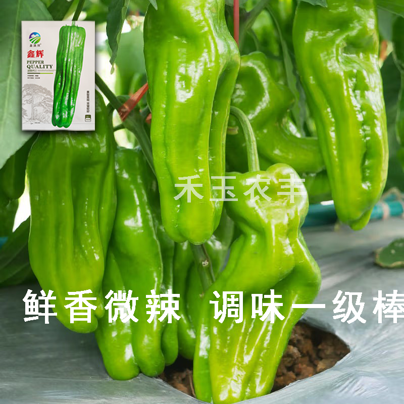 鑫辉高端薄皮辣椒种子芜湖椒超大果型高产杂交辣椒种子