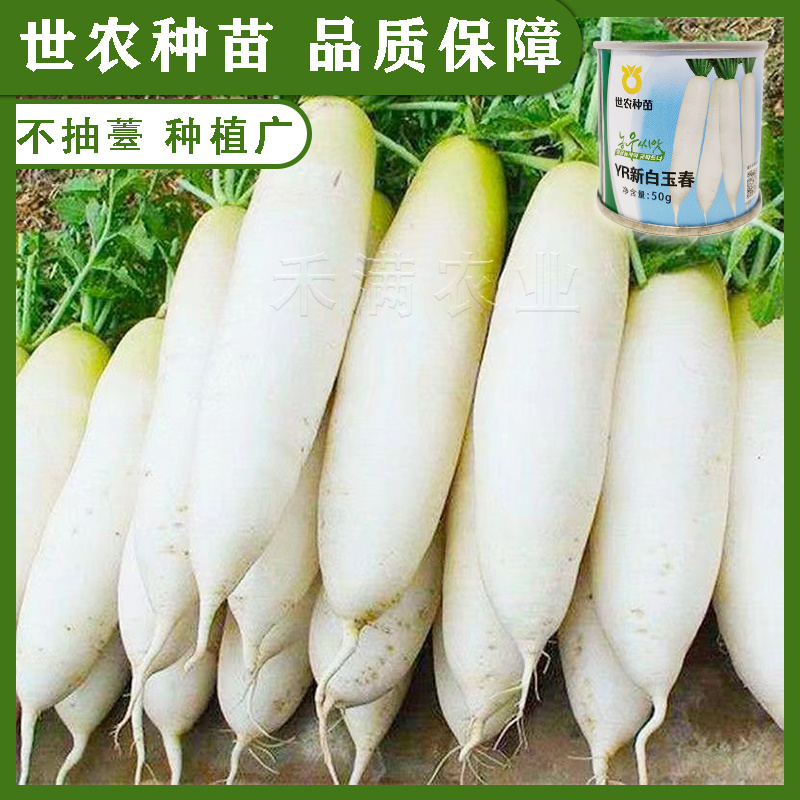 基地优品世农白玉春白萝卜种子耐寒白萝卜种子秋科季种白玉萝
