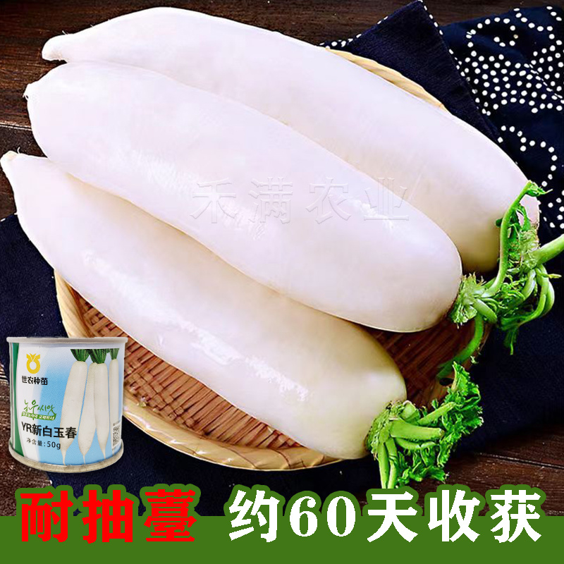 基地优品世农白玉春白萝卜种子耐寒白萝卜种子秋科季种白玉萝
