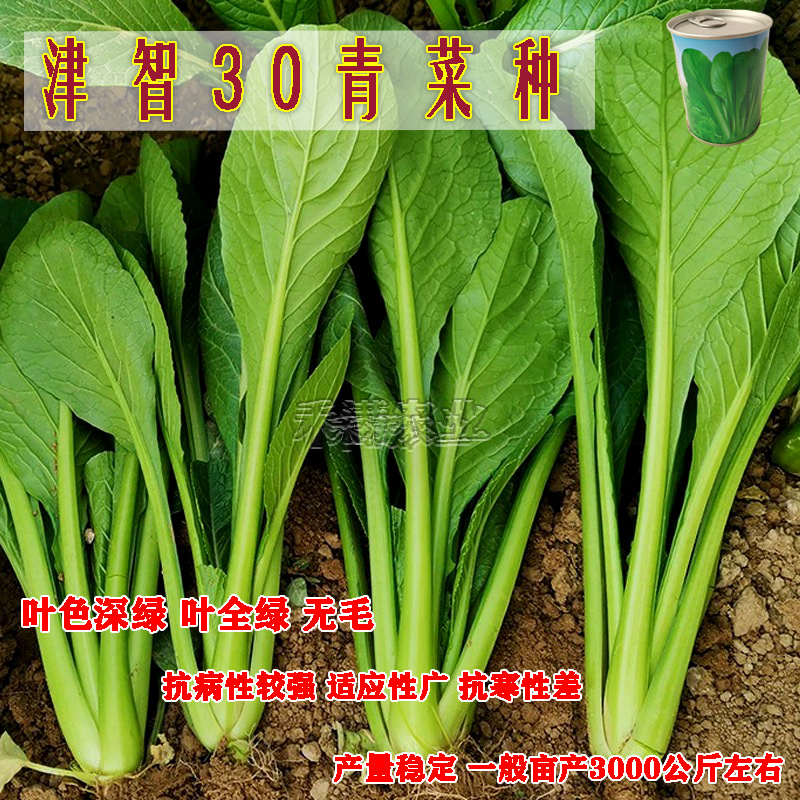 全绿夏季专用鸡毛菜种子籽全绿杂交青梗耐热速生鸡毛菜种子