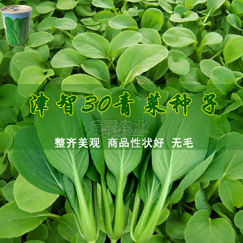 全绿夏季专用鸡毛菜种子籽全绿杂交青梗耐热速生鸡毛菜种子