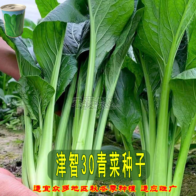 全绿夏季专用鸡毛菜种子籽全绿杂交青梗耐热速生鸡毛菜种子