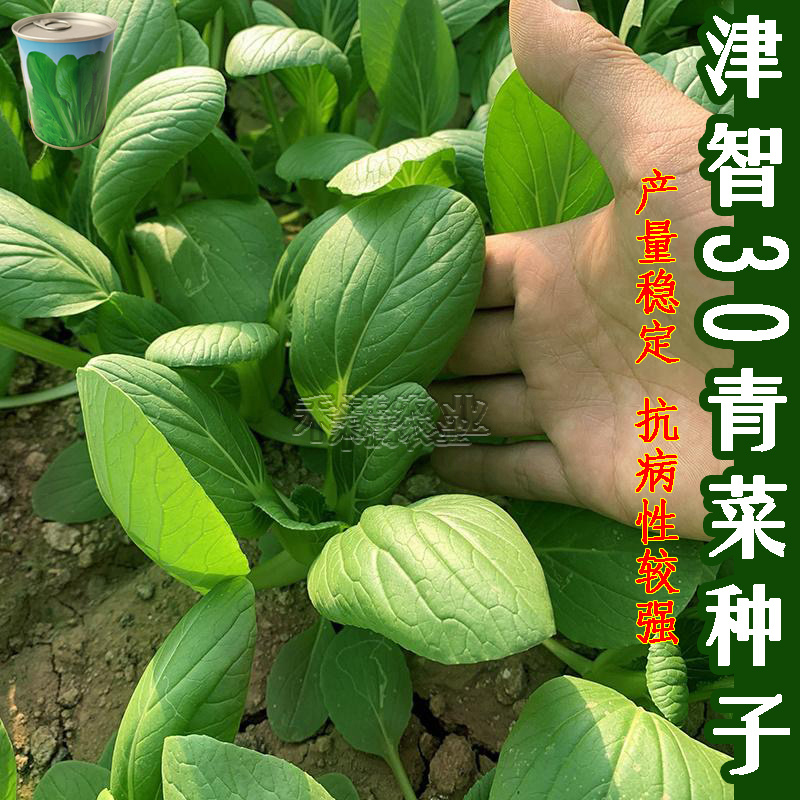 全绿夏季专用鸡毛菜种子籽全绿杂交青梗耐热速生鸡毛菜种子