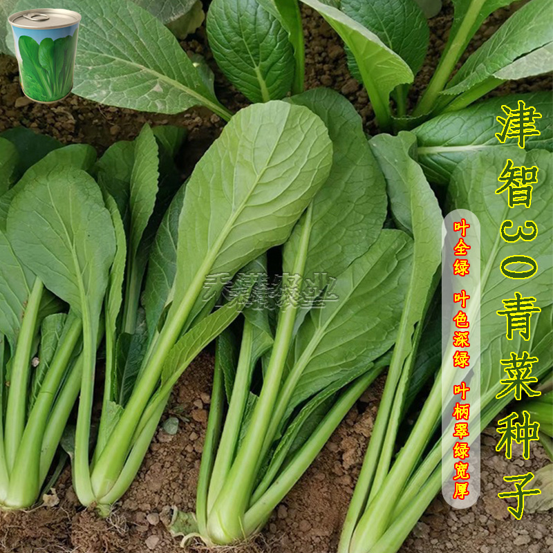 全绿夏季专用鸡毛菜种子籽全绿杂交青梗耐热速生鸡毛菜种子