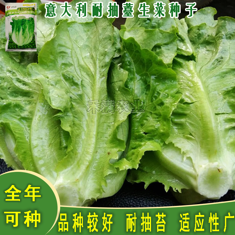 大包利耐抽苔生菜种子耐热耐寒四季可种植生菜种子基地用种