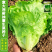 大包利耐抽苔生菜种子耐热耐寒四季可种植生菜种子基地用种