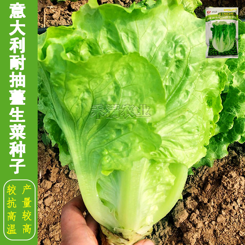 大包利耐抽苔生菜种子耐热耐寒四季可种植生菜种子基地用种
