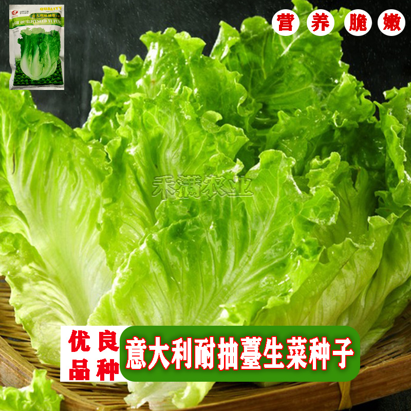 大包利耐抽苔生菜种子耐热耐寒四季可种植生菜种子基地用种