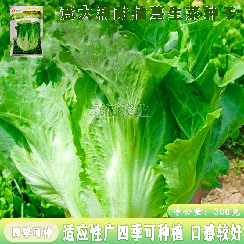 大包利耐抽苔生菜种子耐热耐寒四季可种植生菜种子基地用种