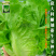 大包利耐抽苔生菜种子耐热耐寒四季可种植生菜种子基地用种