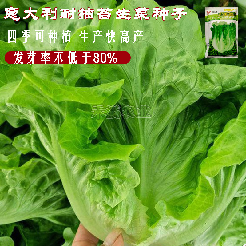 大包利耐抽苔生菜种子耐热耐寒四季可种植生菜种子基地用种