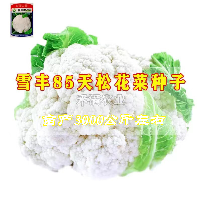 雪丰85天花菜种子春秋花椰菜高产耐热抗寒中熟松花菜种子