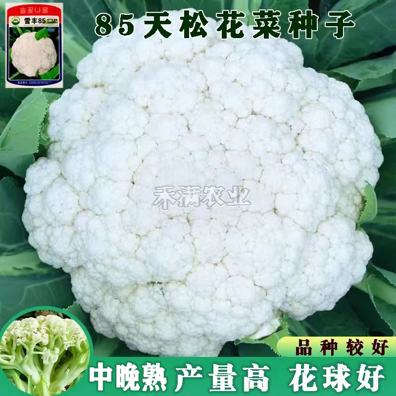 雪丰85天花菜种子春秋花椰菜高产耐热抗寒中熟松花菜种子