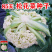 雪丰85天花菜种子春秋花椰菜高产耐热抗寒中熟松花菜种子