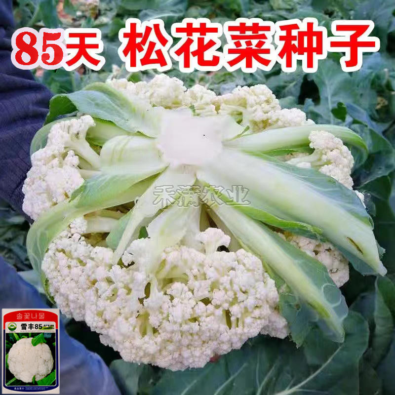 雪丰85天花菜种子有机花椰菜高产耐热抗寒中熟松花菜种子